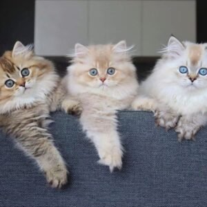 Difference Between Male And Female Persian cat