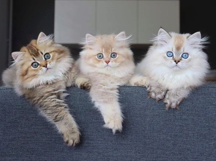 Male And Female Persian cat
