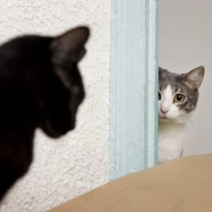 Why Your Cat Guards Your Door?